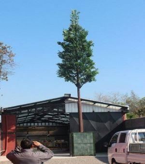 Tháp cây thông ngụy trang